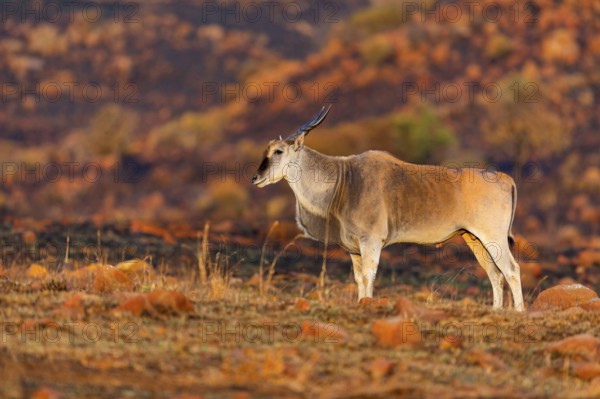 Elantilope, Eland, Taurotragus oryx, Antelope, antelope, Suikerbosrand Nature Reserve, Johannesburg, Gauteng, South Africa, Africa