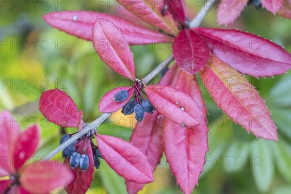 Large-leaved barberry (Berberis julianae), autumn foliage, Speyer, Rhineland-Palatinate, Germany, Europe