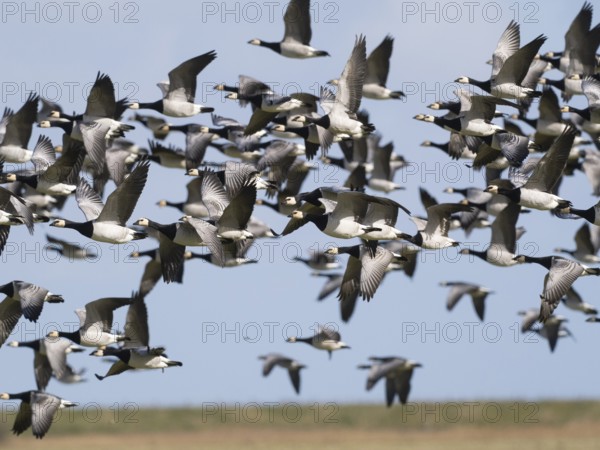 Barnacle Geese (Branta leucopsis), migratory skein in flight, Island of Texel, Holland