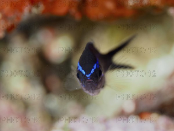 A fish with blue stripes, Mediterranean monkfish (Chromis chromis) juvenile, swimming directly towards the camera, dive site Les Grottes, Giens peninsula, Provence Alpes Côte d'Azur, France, Europe