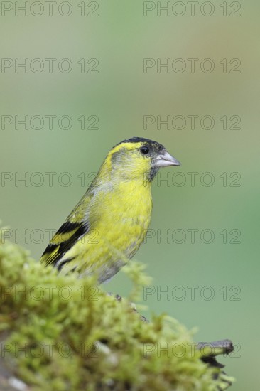 Siskin (Carduelis spinus), male sitting on moss, mossy ground, Wilnsdorf, North Rhine-Westphalia, Germany, Europe