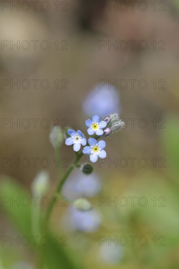 Field forget-me-not, Field forget-me-not (Myosotis arvensis), flowers, on a wild field, macro photograph, Wilnsdorf, North Rhine-Westphalia, Germany, Europe