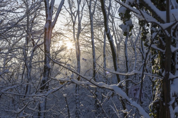 Sun shining through the freshly snow-covered branches in the forest, Scharfenberg, Klipphausen, Saxony, Germany, Europe