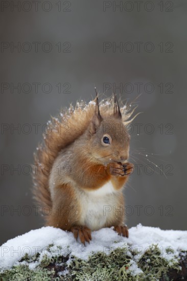 Red squirrel (Sciurus vulgaris) adult animal feeding on a nut on a tree branch covered in snow in winter, Scotland, United Kingdom, Europe