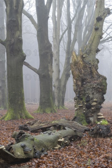 Old copper beeches (Fagus sylvatica) with tinder fungus (Fomes fomentarius) in the fog, Emsland, Lower Saxony, Germany, Europe