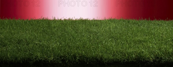 Turf in front of a red background, studio shot