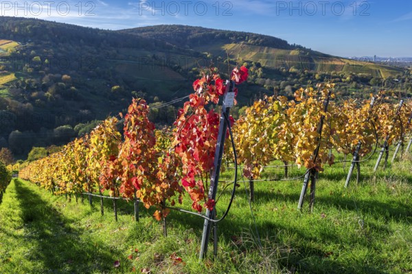 Autumnal vineyards with colourful leaves under bright sunshine in a hilly landscape, Strümpfelbach, Rems Valley, Baden-Württemberg, Germany, Europe