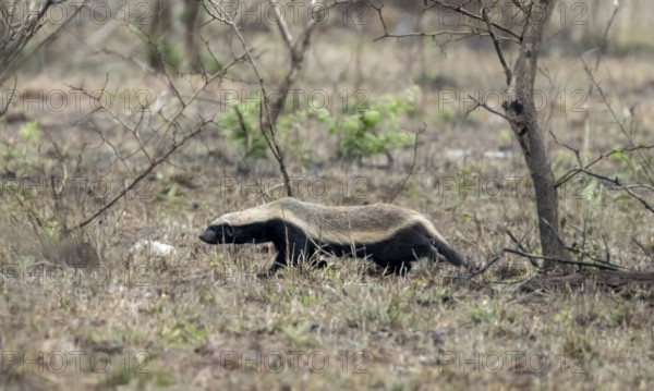 Honey badger (Mellivora capensis), Kruger National Park, South Africa, Africa