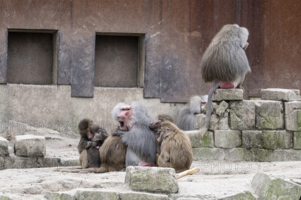 Hamadryas baboons (Papio hamadryas), Emmen Zoo, Netherlands