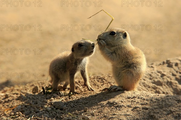 Black-tailed prairie dog (Cynomys ludovicianus), two young animals eating, siblings, North America