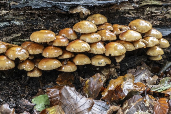 Sulphur tuft (Hypholoma fasciculare), Emsland, Lower Saxony, Germany, Europe