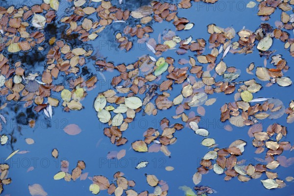 Autumn leaves on a lake, Autumn time, October, Germany, Europe