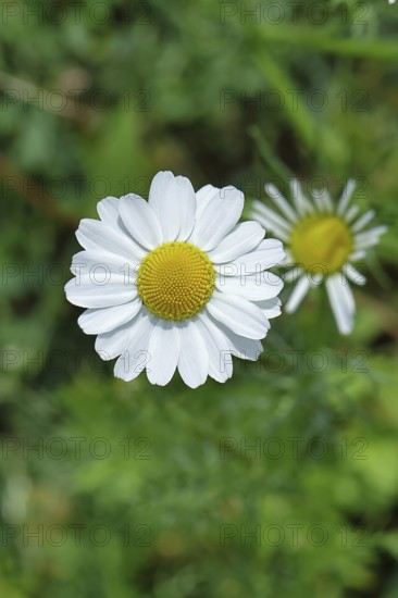 Matricaria chamomilla (Matricaria chamomilla), flowers, medicinal plant, Wilnsdorf North Rhine-Westphalia, Germany, Europe