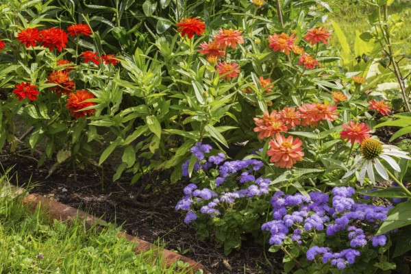 Ageratum houstonianum 'Aloha Blue', Floss Flower, orange and red Zinnia in red rectangular brick edged mixed border in backyard garden in summer, Quebec, Canada, North America