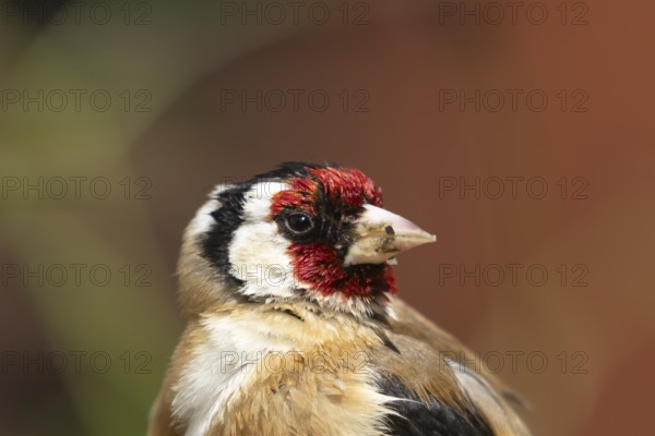 European goldfinch (Carduelis carduelis) adult bird head portrait in the summer, Suffolk, England, United Kingdom, Europe