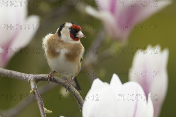 European goldfinch (Carduelis carduelis) adult bird in a flowering garden Magnolia tree in the springtime, Suffolk, England, United Kingdom, Europe