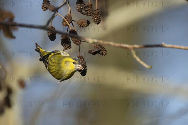 Siskin (Spinus spinus) adult bird feeding on a Alder tree cone in the winter, Suffolk, England, United Kingdom, Europe