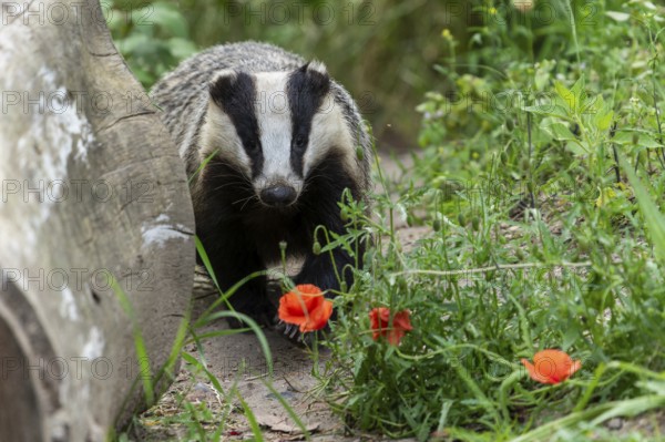 Badger sniffing at blooming poppies on the forest floor, european badger (Meles meles), Germany, Europe