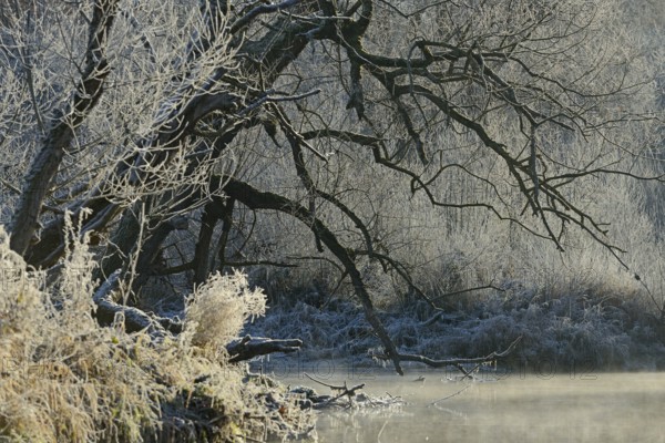 River landscape in winter with hoarfrost, wafts of mist over the river, North Rhine-Westphalia, Germany, Europe