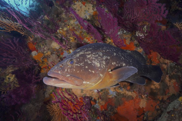 A Dusky Grouper (Epinephelus marginatus) (Mycteroperca marginatus) swims among colourful corals in a colourful underwater world. Dive site marine reserve Port Cros, Provence Alpes Côte d'Azur, France, Europe