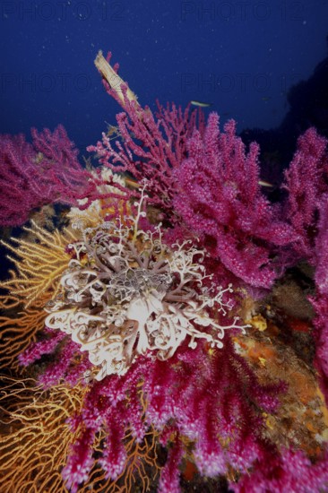 A blaze of colour in the Mediterranean: Violescent sea-whip (Paramuricea clavata) with open polyps, yellow gorgonian (Eunicella cavolinii) and Mediterranean gorgonian head (Astrospartus mediterraneus) in the Mediterranean near Hyères. Dive site Giens Peninsula, Provence Alpes Côte d'Azur, France, Europe