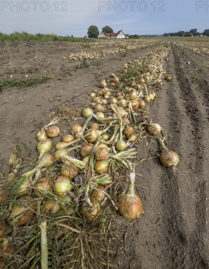 Harvested yellow onions in rows for drying in the field on Ingelstorp, Ystad Municipality, Skåne County, Sweden, Scandinavia, Europe