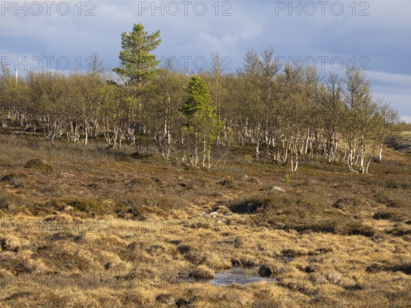 Marsh landscape with Hairy Birch (Betula pubescens) and Pine trees (Pinus sylvestris), May, Finnish Lapland