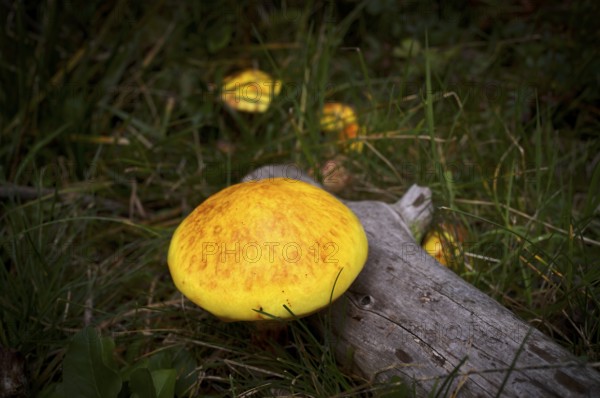 Golden larch mushroom (Suillus grevillei) Golden larch mushroom, Almenweg, Klammeben, Hirzer near Saltaus, Schenna, Scena, Passeier Valley, South Tyrol, Autonomous Province of Bolzano, Italy, Europe