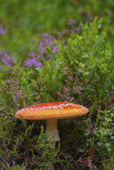 Close-up of a fly agaric (Amanita muscaria), portrait, nature, close-up, nature, botany, close-up, poisonous, poisonous mushroom, a, Tynset, Norway, Europe