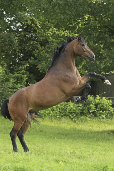 Westphalian Warmblood, Westphalian