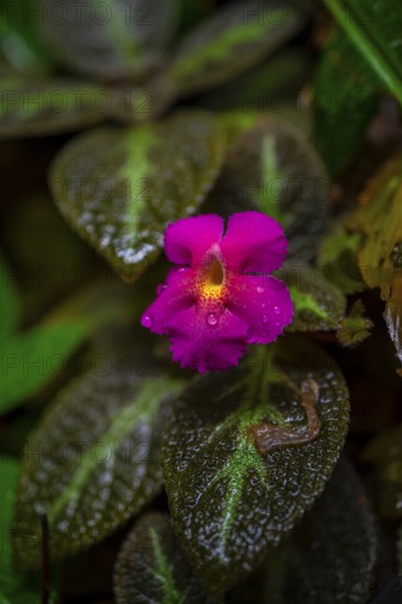 Pink blossom, Details in the jungle, Dense vegetation, Tortuguero National Park, Costa Rica, Central America