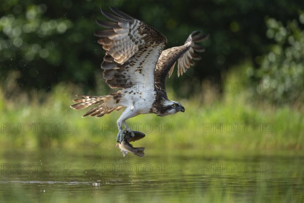 Western osprey (Pandion haliaetus) hunting, Aviemore, Scotland, Great Britain