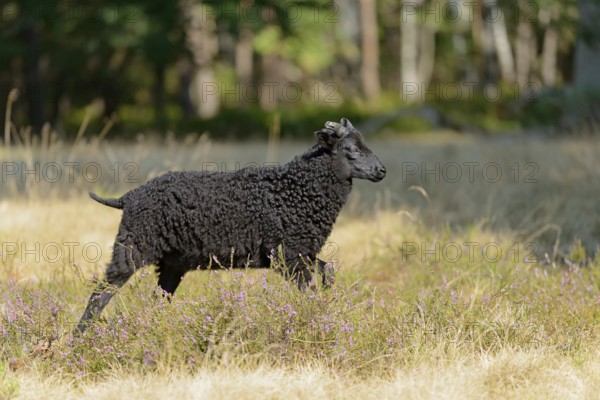 Heidschnucke (Ovis aries), black lamb of the bell heather, Südheide Nature Park, Lüneburg Heath, Lower Saxony, Germany, Europe