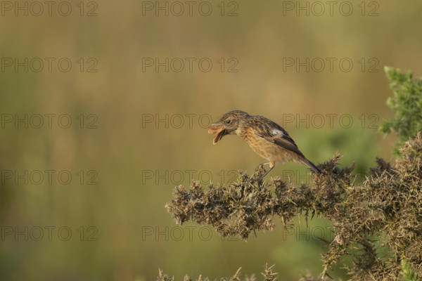 European stonechat (Saxicola rubicola) juvenile bird feeding on a moth, Suffolk, England, United Kingdom, Europe