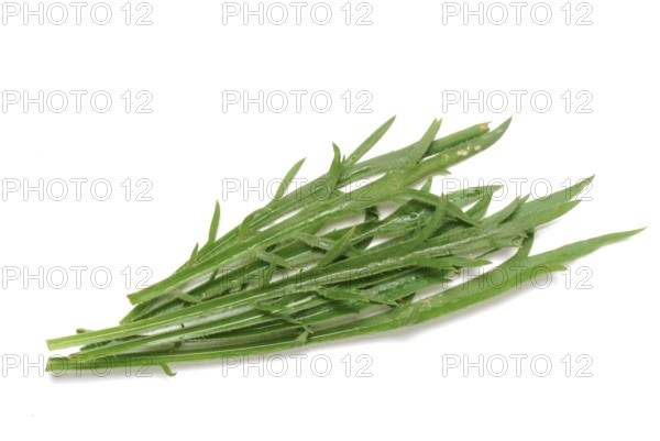 Vegetable, salad plant, crow's foot plantain, Plantago coronopus), also known as stag's horn plantain, slit plantain, slit-leaf plantain, capuchin beard, monk's beard or goat's beard, plant species from the plantain genus