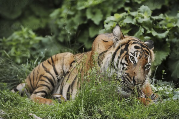 Sumatran tiger (Panthera tigris sumatrae), feeding, captive, occurring on Sumatra, Indonesia, Asia