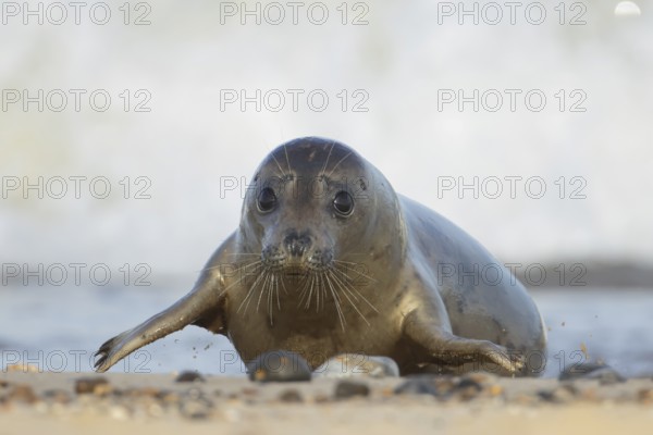 Grey seal (Halichoerus grypus) adult animal on a seaside beach, Norfolk, England, United Kingdom, Europe