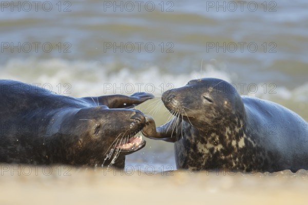 Grey seal (Halichoerus grypus) two adult animals courting and playing together on a seaside beach, Norfolk, England, United Kingdom, Europe