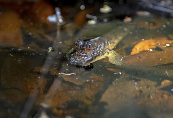 Atlantic mudskipper (Periophthalmus barbarus), Loango National Park, Parc National de Loango, Ogooué-Maritime Province, Gabon, Africa