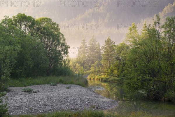 Isar valley nature conservancy area. The wild Isar river flows through its gravel bed past driftwood and entrained trees and bushes . Early morning