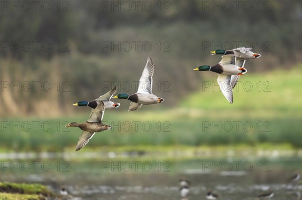 Mallard, Anas platyrhynchos, birds in flight over winter marshes