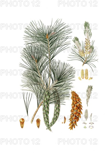 Strobe, Pinus strobus, also Weymouth pine, Weymouth pine, digitally improved reproduction of an original by Aylmer Bourke Lambert (1761 - 1842), English botanist, published around 1810