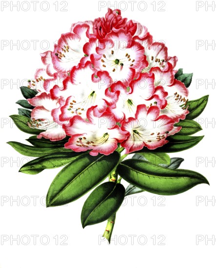 Rhododendrum, Hybride Madame Wagner, Rhododendrum are a plant genus within the heather family, plant and flower, digitally reworked reproduction of an original from the 19th century