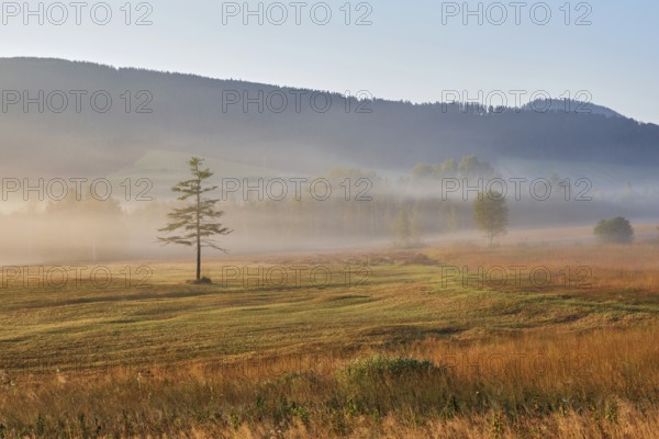 High moor in autumnal discolouration, Rothenthurm, Canton Schwyz, Switzerland, Europe