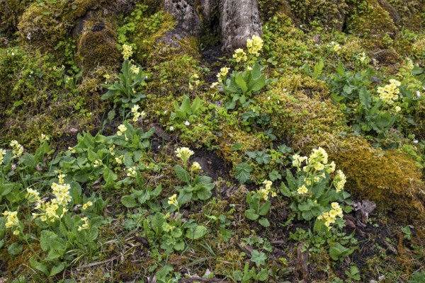 Spring cowslip (Primula veris), Großer Ahornboden, Karwendelgebirge, Tyrol, Austria, Europe