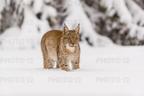 One young male Eurasian lynx, (Lynx lynx), walking over a deep snow covered meadow with a forest in the background