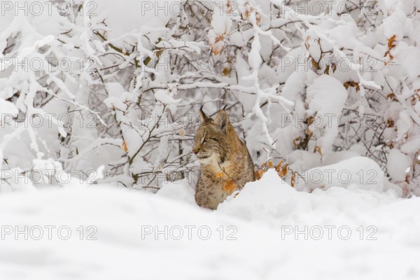 One young male Eurasian lynx, (Lynx lynx), walking through deep snow covered undergrowth in a forest