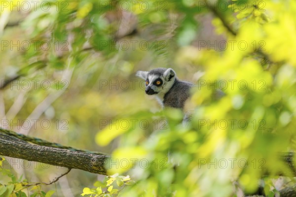 A ring-tailed lemur (Lemur catta) sits high up in a tree on a branch between fresh green leaves