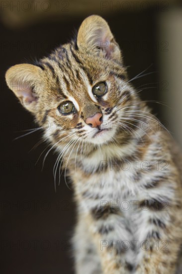 Portrait of a 3 month old Amur Leopard Cat, Prionailurus bengalensis euptilurus