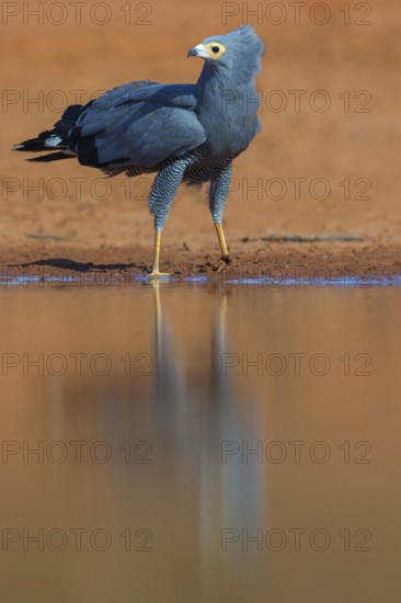 Cave harrier, Polyboroides typus), goshawk family, Morgan Kunda lodge / road to Kat, Jajari, North Bank, Gambia, Africa